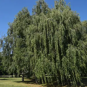 Al Salice Tranquillita Nel Verde Via Amendola 24 , Busto Arsizio Italia